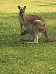 Kangaroo met baby