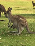 Kangaroo met baby