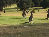 Kangaroo