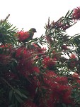 Rainbow Lorikeet