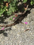 Op de trede van trap van de veranda een salamander!