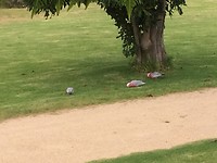 Cockatoos