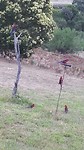 Rosella Mountain Lowrie
