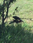 Galah / roze kaketoe