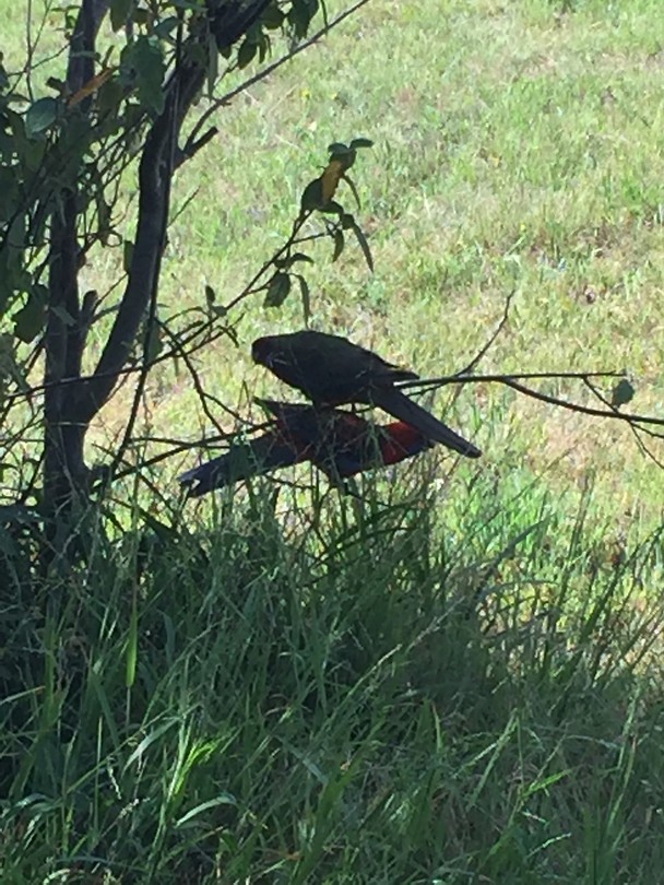 Galah / roze kaketoe