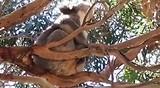 Mannetjes koala die behoorlijk van zich lied horen