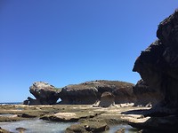 Lijkt wel een schildpad