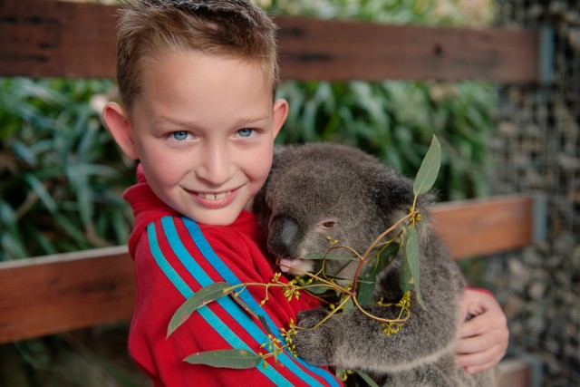 Splinter en koala