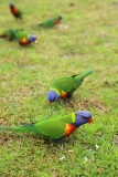 Bijzondere vogels op de camping in Port Stephens