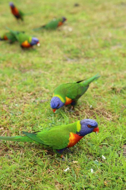 Bijzondere vogels op de camping in Port Stephens