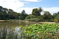 botanische tuinen, vijver