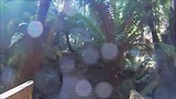 rainforest