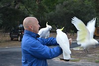 The Birds
