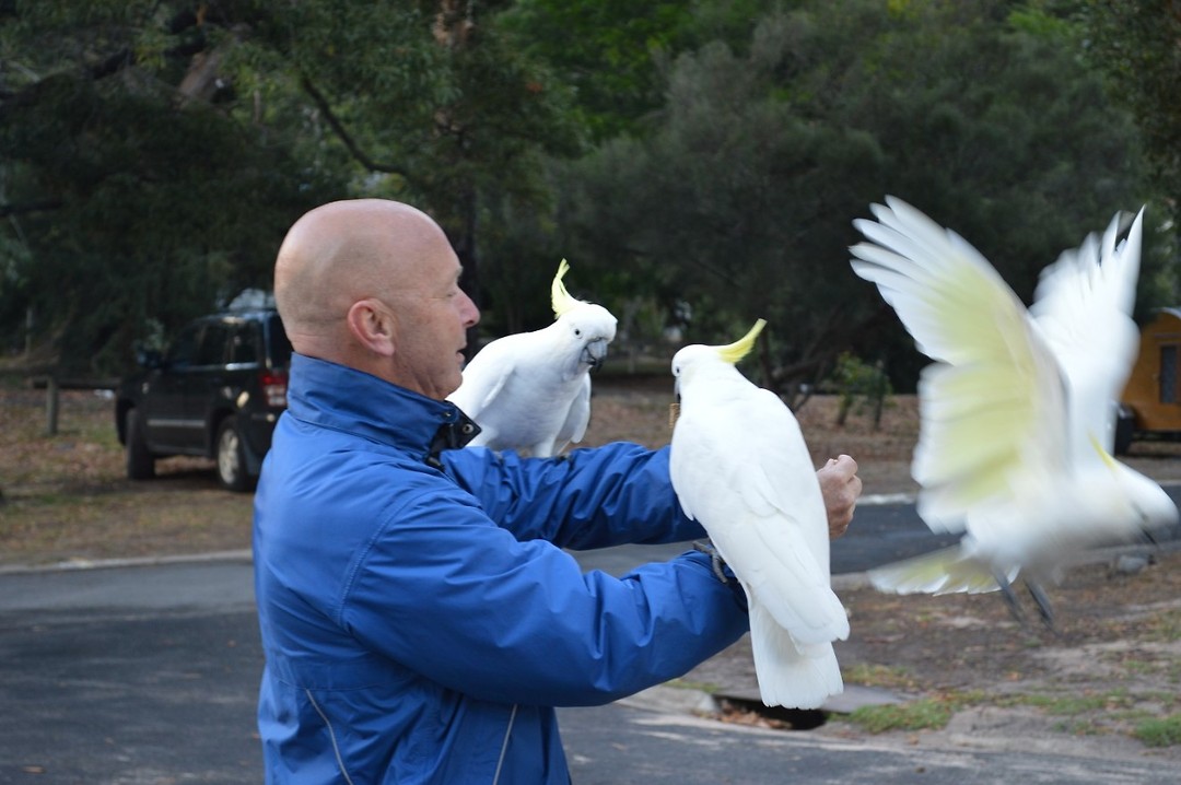 The Birds