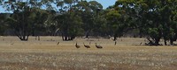 Emu's