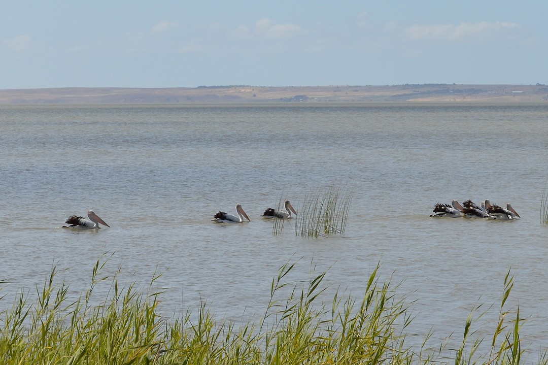 Pelicans