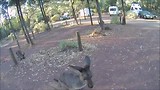 s'ochtends in Wilpena Pound: kangaroos