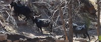 Steenbokken in Flinders