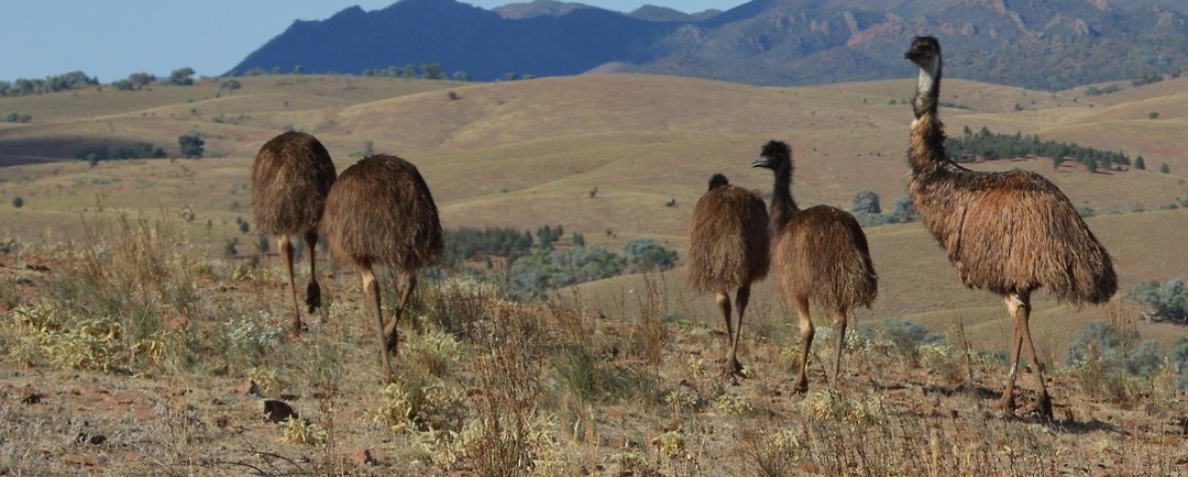emu