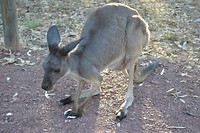 kangaroo op de camping