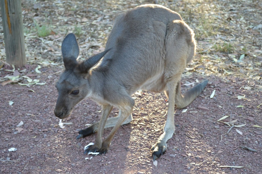 kangaroo op de camping