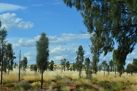 Wit gras