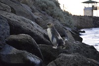 pinguin