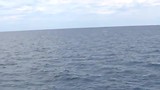 whale