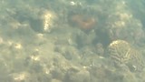 reef visjes