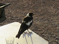 Een Magpie