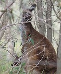 Kangaroo met kleintje