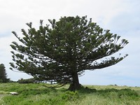 Een nordfolk pine.
