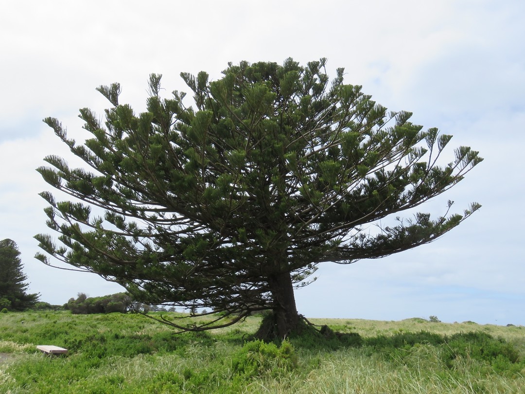 Een nordfolk pine.