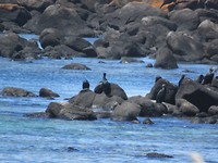 Vogels op een rots