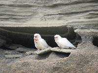 Witte pappagaaien