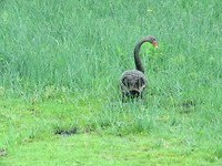 Zwarte zwaan