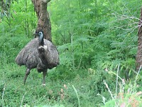 Een emu