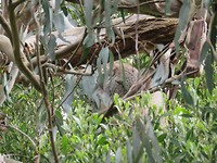 Mijn eerste koala