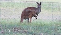 Een kangaroe