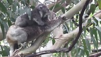 Koala met jong