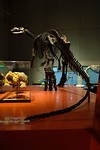 Ook hier hadden ze dinosauriërs!