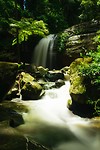 Buderim NP