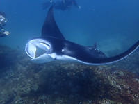 Manta Ray