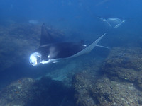 Manta Ray