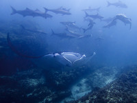 Manta Ray