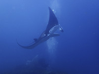 Mijn mooiste Manta Ray foto!