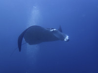 Manta Ray