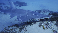 De Guitarfish