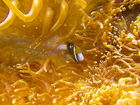 Nemo gevonden!