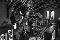 T-rex in bathurst